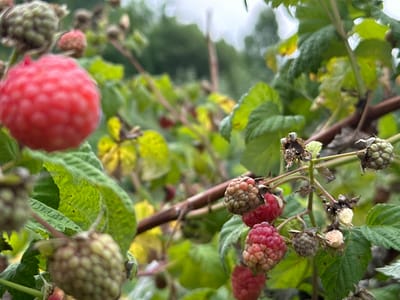 The image displays a close-up view of a raspberry bush with several ripe and unripe berries. A prominent, bright red raspberry is in sharp focus in the foreground on the left. To the right, a cluster of raspberries shows varying stages of ripeness, from green to pink to red. Some dried husks and leaves are also visible on the branches. The background is a blur of green foliage and a hazy sky, suggesting an outdoor setting. The scene is a natural environment, likely a garden or wild growth, and contains no people or specific human-made structures, though it is identified as being in Novogorbovo, Russia. The lighting is soft and diffused, indicating an overcast day or a shaded area.