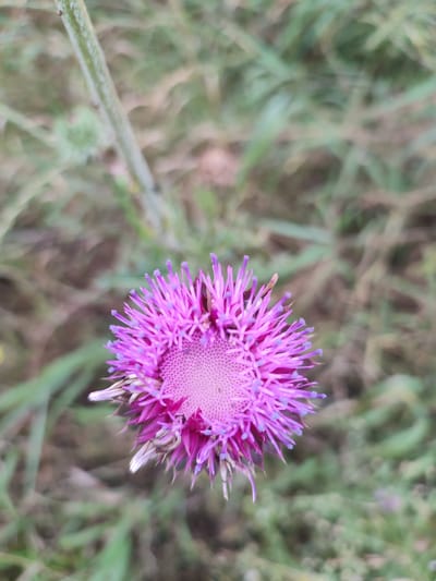 A single purple thistle flower is in sharp focus in the foreground, its spiky petals radiating outwards. The flower's center is a textured, pale purple disk dotted with tiny florets. Behind the flower, the background consists of blurred green and brown foliage, suggesting a natural outdoor setting. The image does not provide any information or context related to the city of Филимоновская, Russia.