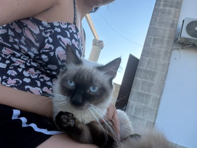 A person holds a Siamese cat outdoors in Carpignano Salentino, Italy. The person is wearing a black and pink leopard print swimsuit and black shorts with white stripes. The cat has blue eyes and is being held close to the person's chest. In the background, a building made of stone blocks and a white wall are visible. An air conditioning unit is mounted on the white wall. The sky is clear and blue.