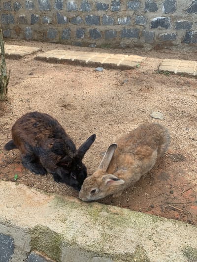 Two rabbits are interacting on a sandy ground in front of a stone wall. The rabbit on the left is dark brown with black markings. The rabbit on the right is lighter brown. Both rabbits are facing each other and appear to be sniffing or grooming each other. The ground is covered in a mixture of sand and small pebbles. There is a concrete border in the foreground. The background features a stone wall constructed from large, irregular stones. The scene is outdoors, suggesting a garden or an enclosure. There are no people or other animals visible in the image. The location is specified as Định An, Vietnam.