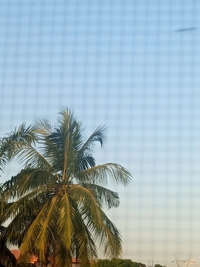 The image captures a serene outdoor scene, primarily featuring the upper canopy of a large palm tree against a clear, light blue sky. The palm tree, likely a coconut palm, dominates the lower and left portions of the frame, showcasing its rich green fronds, some illuminated with golden light, suggesting either early morning or late afternoon. Hints of other foliage and distant structures, possibly rooftops, are visible at the very bottom of the image, below the palm.
A distinctive feature of the photograph is a uniform, slightly blurred grid pattern that overlays the entire scene, indicating the picture was taken through a screen or mesh, such as a window screen or a fence. In the upper right quadrant of the sky, a faint, dark, elongated blur is visible, possibly a distant object or a mark on the screen. The sky itself is bright and appears cloudless, contributing to a calm and pleasant atmosphere. No human subjects or discernible activities are present. The setting evokes a tropical or subtropical environment, consistent with the specified location context of Oshogbo, Nigeria. There is no visible text in the image.