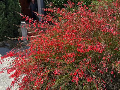 An outdoor scene in Le Lavandou, France, features a large, bushy plant with numerous small, bright red, tubular flowers. The plant dominates the foreground and midground. In the background, a man wearing a dark blue shirt, sunglasses, and dark pants is walking down a set of outdoor stairs that lead to the entrance of a building. To the left of the stairs is a tall, dark green evergreen hedge. The ground in the lower left corner appears to be a paved surface, possibly a sidewalk or driveway. The overall lighting suggests a sunny day.