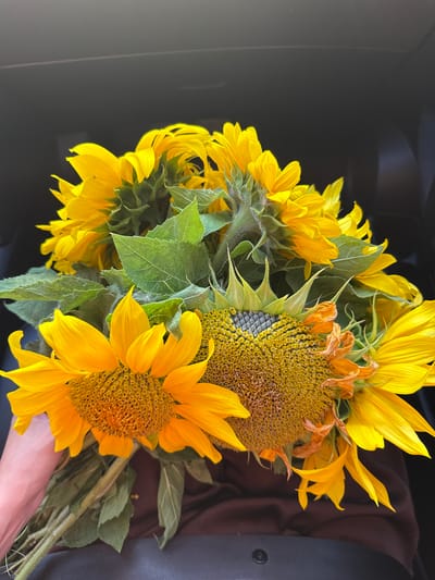 The image shows a close-up of a bouquet of bright yellow sunflowers. The sunflowers are vibrant and in various stages of bloom, with some fully open and others still partially closed. The central flower heads display intricate patterns of seeds, and the petals are a rich, sunny yellow. Several of the sunflowers are wilted, with dried orange petals around the edges of their centers, indicating the passage of time since they were picked. Lush green leaves, some with a slightly fuzzy texture, are interspersed among the flowers. A human hand is visible in the lower right corner, holding the stems of the bouquet. The background is dark and out of focus, providing a stark contrast that emphasizes the vivid colors of the sunflowers. The lighting suggests it might be daytime, possibly indoors or in a shaded area, as there are no harsh shadows. The scene evokes feelings of warmth, nature, and the beauty of a summer harvest. The location context is Aksaitovo, Russia. There is no visible text in the image.
