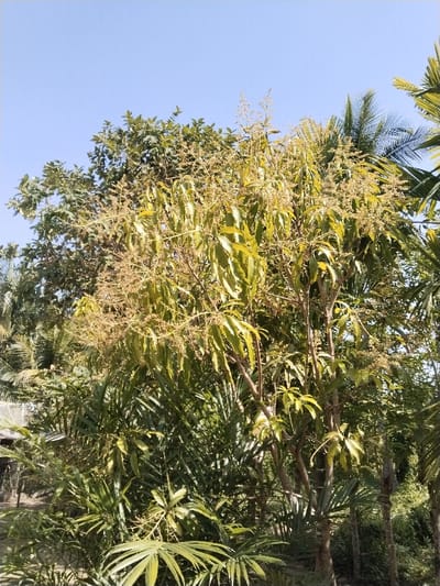 The image depicts an outdoor, natural environment in Puuk, Indonesia, under a clear, cloudless blue sky. A large mango tree, identifiable by its light green-yellow elliptical leaves and numerous brown-yellow panicles of clustered flowers, occupies the central and upper-mid portions of the frame. Surrounding the mango tree is a dense array of tropical vegetation, including various palm species with dark green, fan-shaped fronds prominently visible across the lower and side sections of the image. Additional dark green foliage from other trees forms the background. The scene is uniformly illuminated by bright natural daylight. No human figures, animals, or specific actions are present. An indistinct, light-colored structure is partially visible in the lower left background, obscured by foliage.