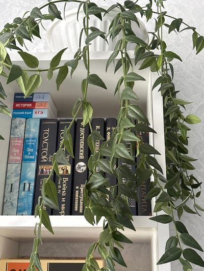 The image depicts a shelf containing several books, with a hanging plant obscuring a portion of them. The books are mostly dark-spined, with titles visible in Russian. Among them are books by Tolstoy and Dostoevsky. At the top of the shelf, a white ceramic pot is partially visible. The background appears to be a textured wall. The scene is indoors, likely in a home or library setting. This specific image does not contain any identifiable location information within Nevyansk, Russia.