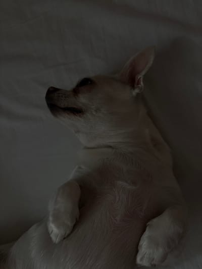 A light-colored Chihuahua dog is lying on its back on a white surface, possibly a bed or couch. The dog's head is tilted upwards and to the left, with its eyes closed and mouth slightly open. Its front paws are curled upwards. The lighting is dim, casting shadows that obscure some of the dog's body and the surrounding environment. No specific location in Shepetivka, Ukraine can be identified from the image.
