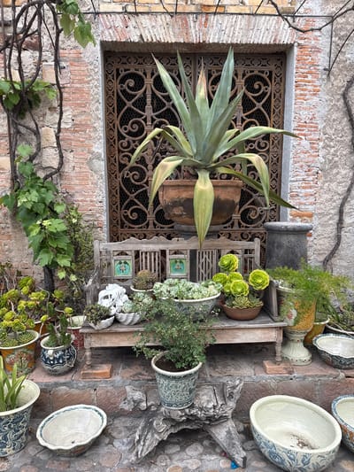 This eye-level, outdoor photograph captures a building exterior, likely in San Miguel de Allende, Mexico, judging by the architecture and ornamentation. The image is oriented vertically.
The left side of the shot is dominated by a window encased in a rusty, ornate metal grate set into a brick and stone wall. A large agave plant grows from a rustic container directly in front of the window, its long leaves curving gracefully. Below the window, a vine with green leaves climbs along the wall.
To the right of the window, a weathered wooden structure with multiple levels serves as a display for various potted plants and decorative ceramic vessels. A variety of succulents, ferns, and other greenery fill the pots. Some of the ceramic pots are large, bowl-shaped, and adorned with blue and white patterns. A piece of driftwood is also visible among the pots, adding to the rustic aesthetic.
The wall behind the plant display appears to be constructed of stone. The overall scene presents a vibrant mix of natural elements and artistic decoration, characteristic of San Miguel de Allende's unique charm. There are no people visible in the photograph.