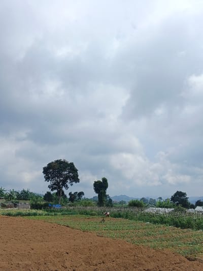 The image displays an agricultural landscape in Nam Sa Lat, Myanmar, under an overcast sky filled with dense, light grey clouds. The foreground consists of a large, freshly tilled area of reddish-brown soil. Beyond this, a cultivated field extends into the midground, featuring rows of young green plants. A lone individual, dressed in a light-colored top and dark pants, is observed bending over in this cultivated field, performing agricultural work. To the left and center midground, several trees are present, including one large, mature tree with dark green foliage and a distinctively shaped smaller tree to its right. Further into the midground, a rudimentary fence constructed from wood and bamboo segments the land. The background reveals a continuous line of dense green foliage, transitioning into distant rolling hills or mountains partially obscured by atmospheric haze. Scattered residential or agricultural structures are faintly visible among the background trees.