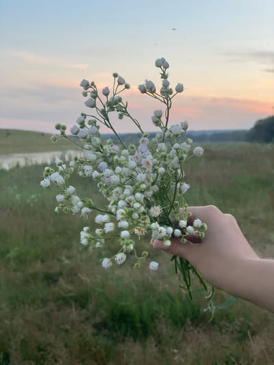 A hand holds a bouquet of small white wildflowers against a backdrop of a field and a softly colored sky. The flowers have white petals and yellow centers. The sky transitions from a pale blue at the top to shades of pink and orange near the horizon, indicating either sunrise or sunset. The landscape beyond the hand and flowers appears to be a grassy field with some distant trees or hills. There is a body of water visible in the middle ground. The image is taken outdoors, likely in a rural setting. The location is specified as Coșnița, Moldova.