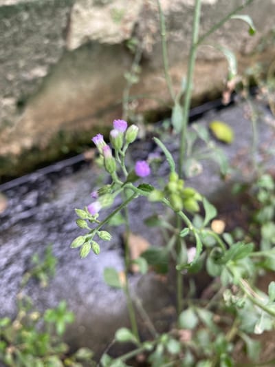 This close-up shot captures a delicate plant with small purple flowers and numerous green buds. The plant, with its slender green stems and small leaves, is the primary subject and is in sharp focus. Several tiny purple flowers are visible, some fully open and others just beginning to unfurl, while many small, round green buds are clustered along the stems, particularly on the right side of the frame.

The background is intentionally blurred, creating a shallow depth of field that highlights the plant. To the left, there's an out-of-focus greyish-brown textured surface, possibly concrete or stone, suggesting a man-made element in the environment. A dark, somewhat reflective strip runs diagonally through the middle-ground, appearing to be a narrow ditch or a small, shallow waterway. Further to the right and in the background, more blurry green foliage is visible, indicating a natural or semi-natural outdoor setting.

The lighting is bright and natural, suggesting it is daytime. There are no people or discernible activities taking place, and no visible text. The image provides a tranquil view of wild flora, likely situated in Gampongaceh, Indonesia, growing alongside what might be a path or a water drainage system.