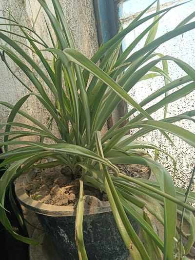A potted spider plant, with long, slender green leaves, sits outdoors in front of a textured wall and a window. The plant is in a dark, weathered pot filled with dry soil. The background shows a rough, off-white wall with a blue-painted window frame. The window itself is smudged with dark spots, possibly dirt or debris. The scene appears to be in an urban setting in Altinkul, Uzbekistan, with the light suggesting it is daytime. There are no people visible in the image.