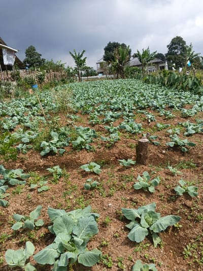 This image captures a wide agricultural field in Kampong Chhnang, Cambodia, filled with rows of young, leafy green plants, likely cabbage or a similar vegetable. The reddish-brown soil contrasts with the vibrant green of the crops, which are neatly planted and extend deep into the background.
In the mid-ground and background, several simple houses or structures with light-colored walls and roofs are visible, nestled among numerous trees. Notable among the trees are several banana plants with their distinct large leaves, along with other dense foliage. The sky overhead is overcast and cloudy, casting a diffused, natural light over the scene, suggesting a cloudy day rather than bright sunshine.
A tall wooden stick with a small blue bucket attached is visible on the left side of the field. Closer to the center, a short wooden stump stands upright in the soil. While no people are visible, the orderly planting and cultivated land indicate active farming. The scene depicts a tranquil, rural agricultural landscape characteristic of the region. There is no discernible text within the image.