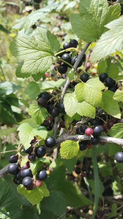 A close-up, vertical shot focuses on a branch of blackcurrant bushes laden with ripe berries. The berries are deep purple-black, some with a faint sheen, and are clustered together with green leaves. A few reddish-purple berries are also visible amongst the darker ones. The leaves are broad with serrated edges, and some are catching the sunlight, highlighting their textured surfaces. The background is a blur of green foliage and hints of other branches, suggesting a natural, outdoor setting. The image appears to be taken in a garden or natural area within the city of Aidarovo, Russia, likely during the summer fruiting season.