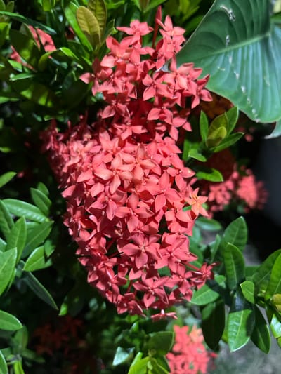 This is a close-up, low-angle, vertical, full-shot photograph of a cluster of bright red Ixora flowers. The flowers are small, star-shaped, and densely packed together, forming a vibrant, textured mass. They are surrounded by lush green leaves, some of which are in sharp focus while others are softly blurred, creating a sense of depth. A large, glossy green leaf is visible in the upper right portion of the image, providing a contrasting texture and color. The lighting appears to be artificial, possibly from a flashlight or nearby lamp, casting subtle shadows and highlights on the petals and leaves. The background is dark and out of focus, further emphasizing the brightly lit flowers and foliage. The scene is set outdoors, likely in a garden or natural environment, with the specific location being Geudonggeudong, Indonesia. There are no people or animals visible in the image.