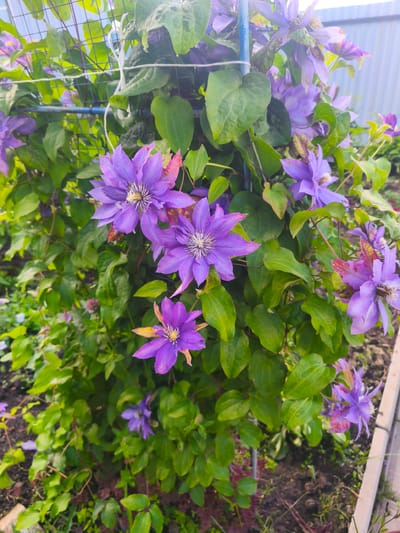 A vibrant purple clematis vine is showcased in this close-up, eye-level shot. The plant is supported by a blue metal pole and a black metal mesh fence, indicating it is likely growing in a garden or along a boundary. Several large, multi-petaled clematis flowers in various stages of bloom are the focal point, their deep purple hues contrasting with the lush green foliage. Some petals show slight browning or damage, suggesting natural weathering or the end of their blooming cycle. The background reveals more of the garden environment, with dark soil, scattered green plants, and a hint of a light-colored fence or building. The lighting suggests it is daytime, possibly late afternoon given the soft illumination. The scene is set in Burayevo, Russia, implying an outdoor residential or public garden setting. No people or animals are visible.