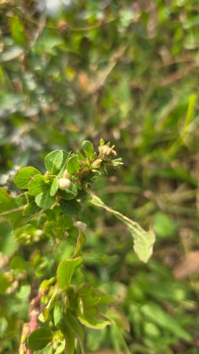 The image shows a close-up of green vegetation, possibly weeds or small plants, growing in an area of Raya Sanggeu, Indonesia. The plants have small, round leaves and some appear to be budding or producing small, white formations. The background is blurry, suggesting other foliage or ground cover. The focus is on the foreground vegetation, giving a sense of a natural or unkempt environment.