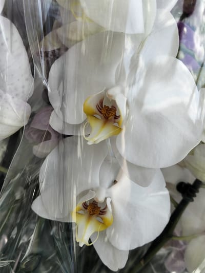 The image shows a close-up of two white orchids, likely Phalaenopsis, wrapped in clear plastic. The orchids are the primary subjects, with their large, delicate petals and distinctive yellow and brown centers prominently displayed. The plastic wrap creates a slightly distorted and reflective surface, adding a glossy sheen to the flowers and obscuring some of the background details.
The background is blurry and appears to consist of other flowers and foliage, some of which are tinged with purple. The lighting suggests an indoor setting, possibly a flower shop or a home. There are no people visible in the image. The overall impression is one of beauty and fragility, enhanced by the close perspective and the soft focus. The context of "Congaz, Moldova" suggests this might be a floral arrangement from that region. The image does not contain any visible text.