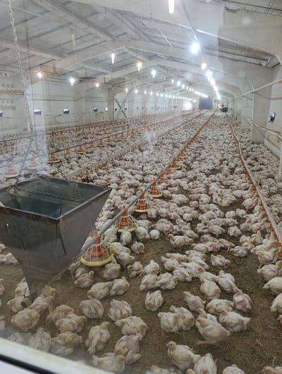 This is an interior, eye-level shot of a large chicken coop, likely a commercial operation, located in Жданов ауылдық округі, Kazakhstan. The structure is a long, open building with a high, vaulted ceiling supported by visible beams. Rows of bright, artificial lights are suspended from the ceiling, illuminating the space. The floor is covered in a layer of bedding material, likely wood shavings or straw, on which thousands of young chickens, appearing to be broilers, are densely packed. The chickens are predominantly white with some pinkish skin visible.
In the foreground, a large, metal feeding trough, suspended by chains, is positioned to the left of the frame. Extending from this trough are metal poles or conduits, likely part of a feeding system, running the length of the coop. Along these poles are numerous red and yellow plastic feeders and waterers, each suspended at a height accessible to the chickens. The sheer density of the chickens suggests a high-capacity operation. The overall impression is one of a controlled agricultural environment focused on mass poultry production. The far end of the coop recedes into a hazy distance, showing more rows of chickens and feeders. The air appears dusty or hazy, possibly from the bedding material and the concentration of birds.