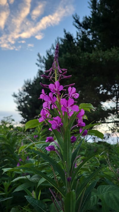 The image shows a close-up of a tall purple flower stalk with multiple open blossoms and unopened buds. The flower is in sharp focus in the foreground. The background is blurred, showing green foliage, dark trees, and a sky with scattered clouds. The overall impression is of a natural, outdoor setting, likely in a field or garden. The provided crops of the image confirm the presence of these elements and focus on different parts of the flower and its surroundings. The image does not contain any people, actions, or interactions.