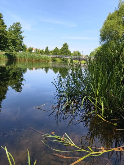 A calm, clear day with a bright blue sky over a river in Mjölby, Sweden. Lush green reeds line the bank in the foreground, with taller trees and buildings visible in the distance. A bridge spans the river further upstream, reflecting in the still water. The riverbed is visible in some areas, with submerged branches and leaves.