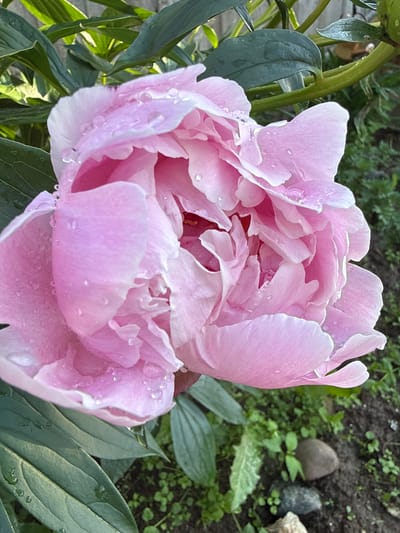 The image shows a close-up, high-angle view of a large, fully bloomed pink peony flower. The flower is the primary subject, dominating the frame. Its petals are layered and delicate, with some appearing slightly translucent at the edges. Many small water droplets are scattered across the petals, suggesting recent rain or dew.
To the left of the flower, lush green leaves and a thick stem are visible. These leaves are dark green and appear somewhat glossy, also bearing a few water droplets. The background consists of soft-focus greenery and dark soil, with a few small pebbles and some tiny green sprouts emerging from the ground. The lighting suggests it is daytime, possibly morning or late afternoon, with soft shadows indicating indirect sunlight. The overall mood is serene and natural.
The setting appears to be a garden or natural outdoor environment. The presence of soil, pebbles, and various plants points to a rural or suburban location. Specific location cues like Verkhne-Pozim', Russia, would place this scene in a temperate climate where peonies are common. No people are visible, and no text is present in the image. The focus is entirely on the natural beauty of the peony and its immediate surroundings.