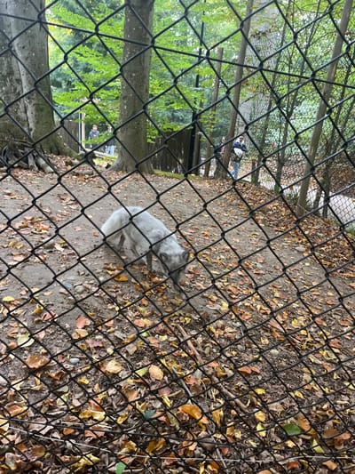 A light grey arctic fox is observed in an outdoor enclosure at the Parc Zoologique et Botanique de Mulhouse, France. The fox is positioned in the mid-ground, on a sloped, earthen terrain covered with scattered dry autumn leaves in shades of brown, orange, and yellow. Its head is lowered towards the ground, suggesting sniffing or foraging. The entire scene is viewed through a prominent black chain-link fence, which occupies the foreground and superimposes a diamond pattern across the image. In the background, mature trees with green foliage are visible, along with additional fencing and several blurred human figures who appear to be observers or visitors.