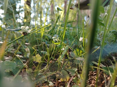 The image is a low-angle close-up shot of grass and clover in a natural setting. The focus is on the greenery, with several small white clover flowers visible. Sunlight filters through the grass, creating highlights and bokeh effects in the background, suggesting an outdoor environment, possibly a park or garden. The presence of a blurry wooden structure in the upper right background could indicate a bench or a small pavilion. No people or animals are visible. The scene appears to be a snapshot of a serene, sun-drenched moment in nature. It is not possible to determine the specific location within Stroitel', Russia from the image alone.
