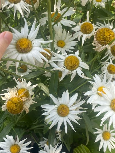 A close-up, overhead shot captures a cluster of daisies with vibrant yellow centers and white petals, some appearing wilted. A human finger, partially visible on the left side, gently touches one of the petals. The surrounding foliage is a lush green. The image does not provide any information about the specific location within the city of Важное, Russia, nor does it depict any identifiable landmarks.