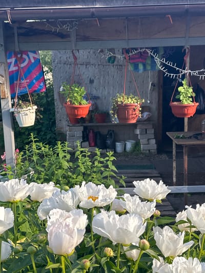 This is a vertical, medium shot of white peonies and other plants in a backyard setting. The foreground is dominated by large, ruffled white peonies in full bloom, with some green leaves and unopened buds visible. The background is a bit blurry and depicts a sheltered area, possibly a shed or lean-to, with hanging plants in terracotta pots. One pot contains a green plant with small white flowers. Another hanging pot is white and contains a trailing plant. There is also a blue and pink striped plastic bag with some text that is partially obscured. In the background, there are stacked bricks and some gardening tools. The lighting suggests it is daytime, with bright sunlight casting shadows. The overall atmosphere is one of a domestic garden in a rural or suburban location. The specific location is Piriutino, Russia.