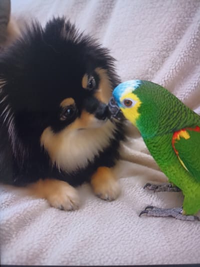 A Pomeranian dog with black and tan fur is shown nuzzling its snout against the head of a green Amazon parrot. The parrot has a blue and yellow feathered head. Both animals are on a light-colored, textured surface, likely a blanket or rug. The background is out of focus, but appears to be a continuation of the same textured surface. The image is a close-up shot, emphasizing the interaction between the dog and the parrot. No specific location in the city of Чехов-2, Russia is identifiable from the image.