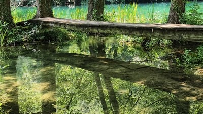 A wooden walkway spans a clear, shallow river in Vrbica, Bosnia and Herzegovina, surrounded by lush green vegetation. The walkway is constructed from rough-hewn wooden planks, supported by what appears to be natural riverbank material or submerged rocks. The river's surface is calm, reflecting the walkway, the surrounding trees, and the vibrant green foliage that lines the banks. Tall reeds and other water plants grow in the background, creating a dense, natural barrier behind the walkway. The water is so clear that the riverbed, with its light-colored stones and sand, is visible beneath the surface. The scene evokes a sense of natural tranquility and a harmonious integration of man-made structure with the environment.