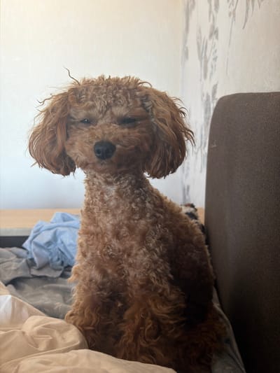 A medium shot captures a light brown poodle sitting on a bed. The dog is facing the camera with its eyes partially closed and its head tilted slightly to the left. Its fur is curly and appears slightly disheveled. The dog's nose is black, and its ears are floppy. The background consists of a bed with white and light blue linens. A dark brown headboard is visible to the right of the dog. The wall behind the bed has a floral wallpaper pattern. The lighting suggests an indoor setting, possibly a bedroom. The location is identified as Kyiv, Ukraine.