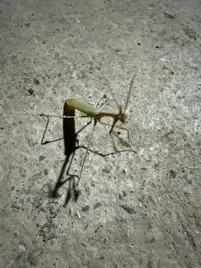 A praying mantis is positioned on a textured, grey concrete surface. The insect is light green and appears to be in motion, with its forelegs raised. Its shadow is cast to its left, elongated and distorted by the lighting. The background is predominantly the concrete, with some small dark specks and lighter grey variations in texture. There is no indication of the city of Serebryakovka, Russia, within the visual elements of the image.