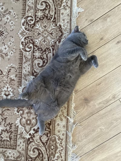 A gray cat is lying on its back on a patterned rug. The rug has a light brown background with darker brown floral and swirl patterns. The rug is partially on a light brown wood floor with visible planks. The cat's paws are curled up, and its tail extends along the rug. The location, Ahronomichne, Ukraine, is not discernible from the image.