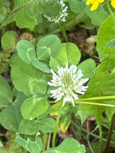 A white clover flower is in focus, with several green clover leaves and other green foliage surrounding it. In the upper right corner, a bright yellow flower petal is visible. The background is out of focus and appears to be a mix of brown soil and green leaves. The scene is likely an outdoor natural setting, possibly a park or garden in Le Brassus, Switzerland, given the presence of clover and other common wildflowers. There are no people or animals visible in the image.
