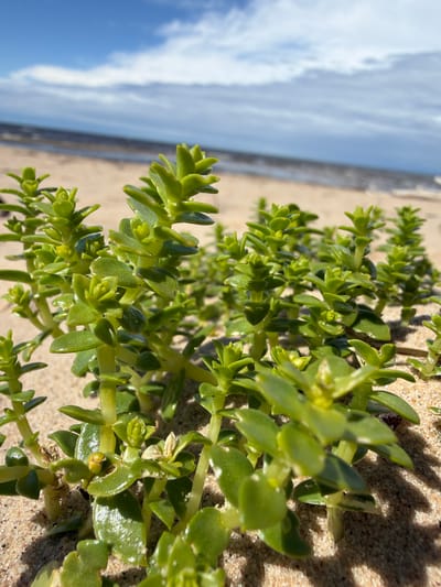 The image depicts a low-angle close-up view of vibrant green succulent plants growing in the sandy soil of a beach. The plants are the primary subject, with their fleshy leaves and stems clearly visible. In the background, the scene transitions to a sandy beach, followed by the calm, grey-blue water of a body of water, and finally, a bright blue sky with scattered white clouds. The lighting suggests it is daytime, with sunlight casting shadows from the plants onto the sand. The location is identified as Bātciems, Latvia, a coastal area, which is consistent with the beach environment. There are no people or any signs of human activity present in the image.