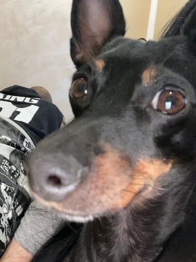 A close-up, upward-angled shot features the face of a black and tan dog, likely a Dachshund or similar small breed, dominating the upper portion of the frame. The dog's large, dark brown eyes with distinct white reflections from a light source gaze directly at the viewer, conveying curiosity and attentiveness. Its black snout and nose are prominent in the foreground, slightly out of focus, while the left ear, dark and semi-erect, is visible on the left side of the image. Patches of tan fur are visible on its cheeks and above its eyes, characteristic of its coloration.
Below the dog, parts of a person are visible, presumably the photographer, wearing a black t-shirt. White, block capital letters are printed on the t-shirt. Partially decipherable text includes "UNG" and "LL" or "TRC," suggesting a brand name, band name, or slogan. The person's grey t-shirt or sleeve is also seen beneath the black t-shirt.
The background is softly blurred, indicating a shallow depth of field. A light-colored, possibly beige or off-white wall, with a faint horizontal line (perhaps a trim or molding), is visible in the upper left. The overall setting appears to be indoors, likely in a home environment. The ambient lighting suggests it is daytime. There are no specific visual cues within the image to confirm the provided location context of Gara Elin Pelin, Bulgaria. The dog appears to be resting its head close to the person, creating an intimate and engaging portrait.