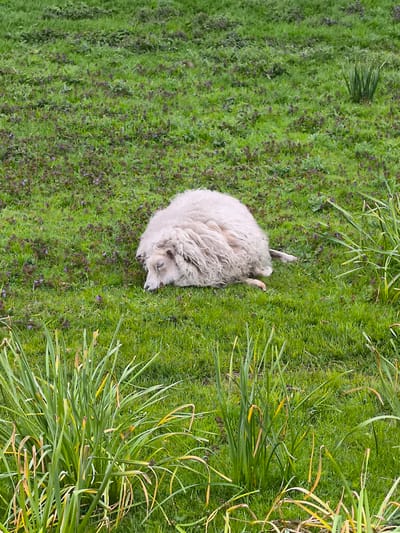 A sheep is lying down in a grassy field. The location is in the city of Oudorp, Netherlands. The field is green with some other plants and grass that are yellowing in the foreground.