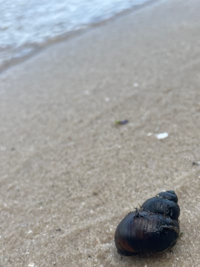 A close-up, high-angle shot shows a dark, spiral-shaped shell resting on wet, light-colored sand. The shell is positioned in the upper right quadrant of the frame and appears to have some debris or algae clinging to its surface. The texture of the sand is granular and slightly uneven. To the left of the shell, a blurry expanse of water with gentle waves is visible, indicating the edge of a body of water, likely a shore. Small white and a single purple speck are scattered on the sand in the mid-ground, possibly tiny shells or debris. The lighting suggests it is daytime, with soft, diffused light. The overall impression is one of a natural coastal or lakeside environment. No people or text are visible in the image. The location context of Kozarovychi, Ukraine, suggests this could be a scene from a riverbank or the Kyiv Reservoir.