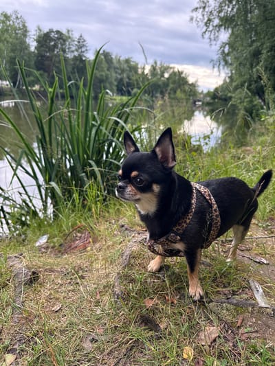 In the city of Letniy Otdykh, Russia, a black and tan Chihuahua stands on the grassy bank of a calm body of water. The dog, wearing a leopard-print harness, faces left and looks into the distance. Tall, green reeds grow in the foreground, obscuring part of the water. In the background, a dense line of trees with lush green foliage stretches across the horizon. The sky is overcast with soft, diffused clouds.