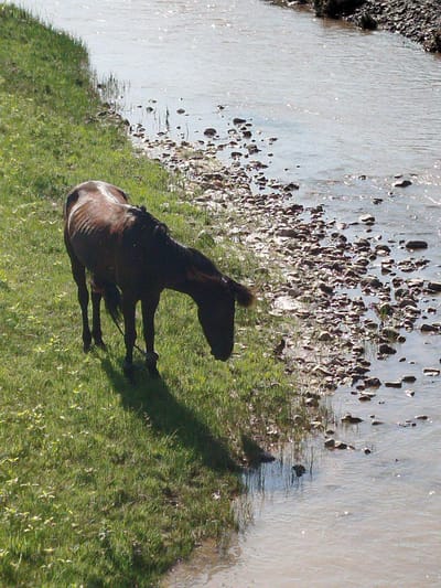 The image shows a dark brown horse with a white stripe on its back, standing on a grassy bank next to a shallow, rocky river. The horse is facing towards the river and appears to be drinking. The riverbed is covered in numerous small, dark rocks. The grassy bank is lush and green with some small yellow flowers scattered throughout. The scene is bathed in sunlight, casting a long shadow from the horse. The location is identified as Kabanbay, Kazakhstan.