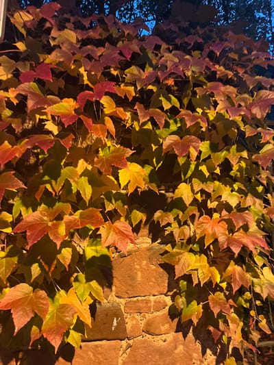 A stone wall in Obernai, France, is depicted vertically, extensively covered with dense, autumnal vine foliage. The wall consists of reddish-brown, roughly cut stone blocks with visible mortar joints. The vine displays palmate leaves in a spectrum of colors, predominantly vibrant yellows, oranges, and reds, with interspersed green areas. The scene is illuminated by a warm, yellowish-orange artificial light source, casting distinct, sharp shadows of the leaves onto the textured stone surface. The upper background is dark, consistent with nighttime or late evening conditions, with faint outlines of what appears to be additional dark foliage above the vine. No individuals or active interactions are present.