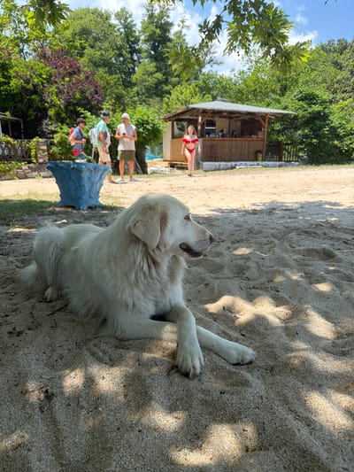 This image captures an outdoor scene in Ολυμπιάδα, Greece, on a bright, sunny day. The foreground features a large, long-haired white dog, possibly a Great Pyrenees, lying calmly on light-colored sand. The dog is positioned slightly left of center, facing right, with its front paws crossed and a contemplative expression. Dappled shadows from overhead foliage fall across the sand and partially over the dog's body.
In the mid-ground, a sandy path separates the dog from a cluster of human activity and structures. To the left, a group of three men is standing on the path. One man with dark curly hair wears a striped top and red backpack. Next to him, a man in a light t-shirt, shorts, and a light backpack wears a hat. The third man, with light hair and sunglasses, wears a sleeveless top and olive green shorts, holding an object, possibly a phone, in his hands. A large, ornate light blue planter is situated behind this group.
Further to the right in the mid-ground, a young woman in a two-piece red bikini is walking from left to right across the sandy area. She has long dark hair and appears to be mid-stride. Behind her is a rustic, open-air wooden bar or kiosk with a light-colored roof and bamboo-style counter. At least two individuals are partially visible behind the counter. A single stool and a yellow trash receptacle are near the kiosk's base. A wooden fence section extends from the right side of the kiosk.
The background is dominated by lush green trees and dense foliage, including a section of red-leaved vegetation on the far left. A clear blue sky with sparse white clouds is visible at the top of the frame. The overall environment suggests a leisure or recreational area, likely a beach or sandy park.