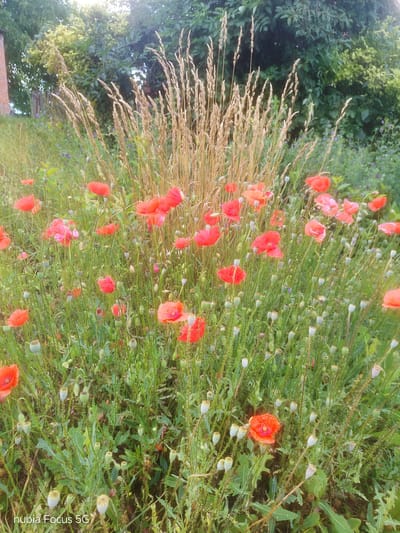 A field of red poppies and dried grass is depicted in a close-up shot. The poppies, in various stages of bloom, are bright red and scattered throughout the green foliage. Numerous seed pods, some green and some dried and lighter in color, are visible amongst the poppy flowers. The dried grass stands tall and golden, creating a textural contrast with the soft petals of the poppies. The background consists of lush green trees and foliage. The image appears to be taken in a natural outdoor setting, likely a meadow or garden. The bottom left corner of the image displays the text "nubia Focus 5G". No people are present in the image. The location is identified as Sestrynivka, Ukraine.