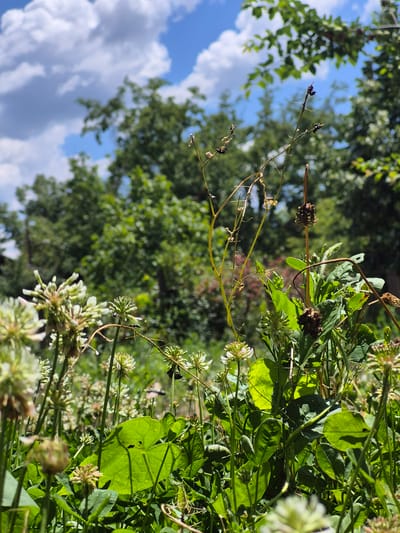 In Kardam, Bulgaria, this low-angle, close-up shot captures a dense, sunlit garden scene. White clover flowers, some in bloom and others forming seed heads, dominate the foreground, interspersed with vibrant green leaves. Tall, dry, brown stalks with seed pods rise vertically through the foliage. In the background, lush green trees form a dense canopy against a bright blue sky dotted with fluffy white clouds. A single black insect is visible on a thin, dry stalk in the mid-ground, positioned slightly to the right of the center of the image. The overall impression is one of a vibrant, natural, and slightly wild outdoor environment.