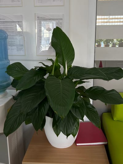 An indoor still life is captured in what appears to be an office environment in Kadamjay, Kyrgyzstan. The central focus is a lush peace lily plant in a white ribbed pot, positioned on a light wood surface. The plant has large, dark green, glossy leaves and one prominent white spathe emerging. To the left of the plant, a portion of a blue water cooler bottle is visible, along with a white cabinet or counter unit featuring horizontal vents. On the surface below the plant and to its right, a closed red book or binder rests. In the background, a white wall displays several documents, one of which has the "FINCA Bank" logo. To the right of the plant, a vibrant lime green sofa or chair is partially visible, suggesting a waiting area or workspace. A window with horizontal blinds is also visible in the background. The lighting is bright, indicating an indoor setting with artificial and possibly natural light.