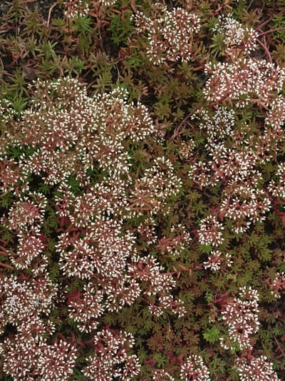 This is a close-up, overhead view of a dense ground cover plant with numerous small white flowers. The flowers are clustered together on reddish stems and appear in various stages of bloom, with some fully open and others still forming. Interspersed with the flowering stems are green, succulent-like leaves. The overall impression is one of a thriving, textured carpet of vegetation. The image does not contain any people, objects, or visible text. The lighting suggests it could be daytime, but no specific time of day or weather conditions can be determined. The location context places this scene in the Prybytkowski Sel'ski Sovet, Belarus.