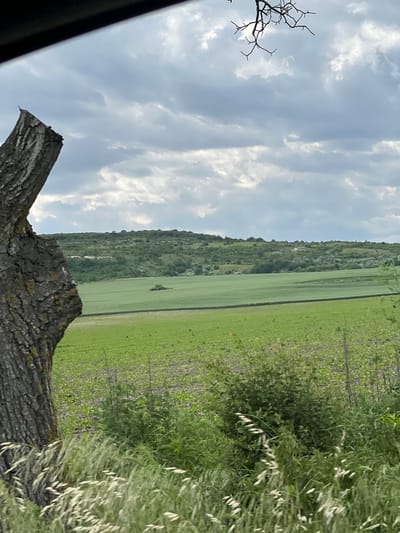 The image captures a rural landscape in Rogachevo, Bulgaria. A recently severed tree trunk dominates the foreground, its rough bark exhibiting a distinct texture. Thin, bare branches extend upwards towards a sky filled with patchy clouds, suggesting a partly cloudy day. Beyond the tree trunk, a vast green field stretches out, bordered by a treeline and a forested hill in the distance. Overgrown, natural vegetation spills into the right side of the frame, partially obscuring the field. The overall impression is a peaceful, natural setting typical of the Bulgarian countryside.