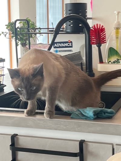 A Siamese cat is positioned on a kitchen counter. To the cat's left is a black metal dish rack containing cleaning supplies. The background reveals a window and indoor plants. The specific location within the city of Ceraso, Italy, cannot be determined from the image.