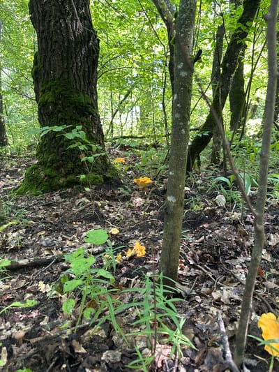 A forest floor is visible in Panikovets, Russia, featuring the base of a large, moss-covered tree on the left. The ground is covered with fallen leaves, twigs, and patches of dark soil. Several bright orange mushrooms, likely chanterelles, are scattered across the scene, with a few smaller, lighter-colored mushrooms also present. Green foliage, including grass and small plants, grows amongst the leaf litter. The background consists of more trees and dense green leaves, suggesting a lush, wooded environment. Sunlight filters through the canopy, creating dappled light and shadows.